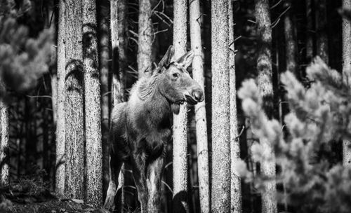 Free A moose stands among tall trees in a black and white wilderness setting, showcasing nature's beauty. Stock Photo