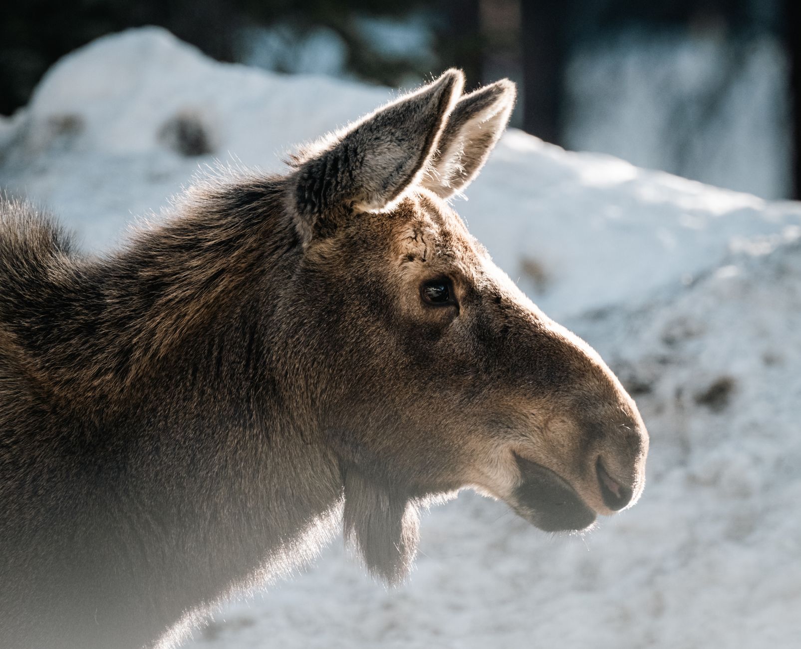 Wildlife along a Yukon roadside