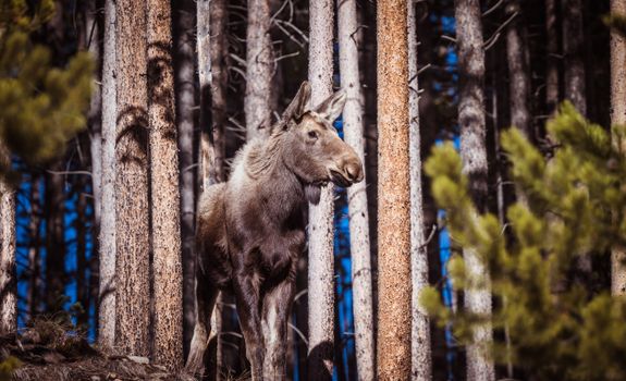 A majestic moose stands quietly amidst tall pine trees in a serene forest setting.