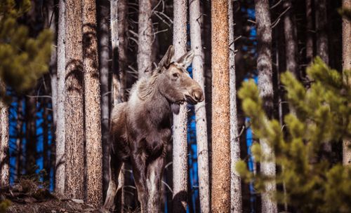 Free A majestic moose stands quietly amidst tall pine trees in a serene forest setting. Stock Photo