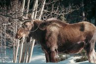 Majestic moose grazing among trees in a snowy forest during winter.