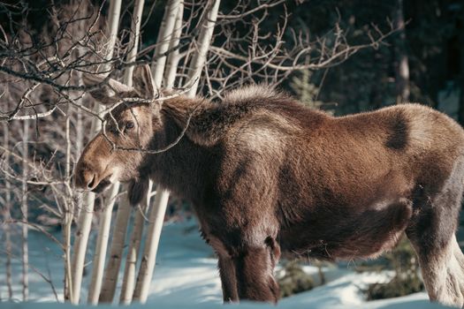 Majestic moose grazing among trees in a snowy forest during winter.