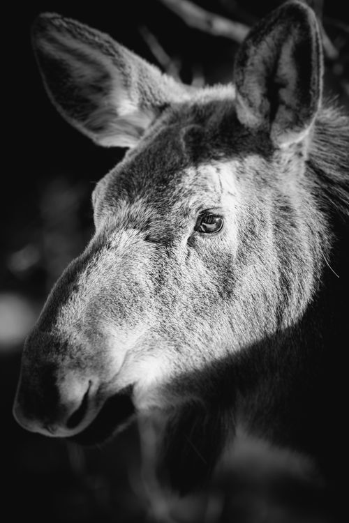 Free Close-up black and white portrait of a moose in the wild, focusing on its expressive eyes. Stock Photo