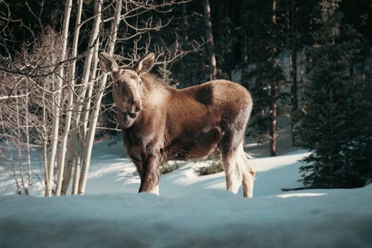 A young moose standing in a snowy forest during winter, bathed in soft sunlight.