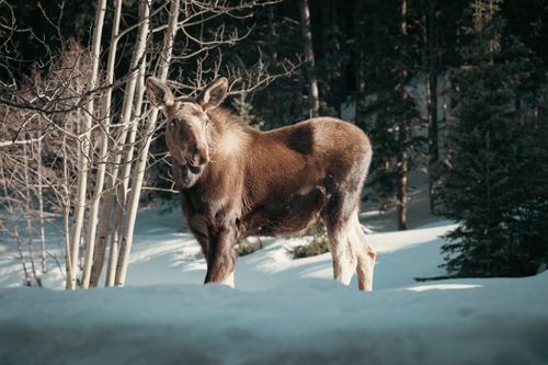 Free A young moose standing in a snowy forest during winter, bathed in soft sunlight. Stock Photo