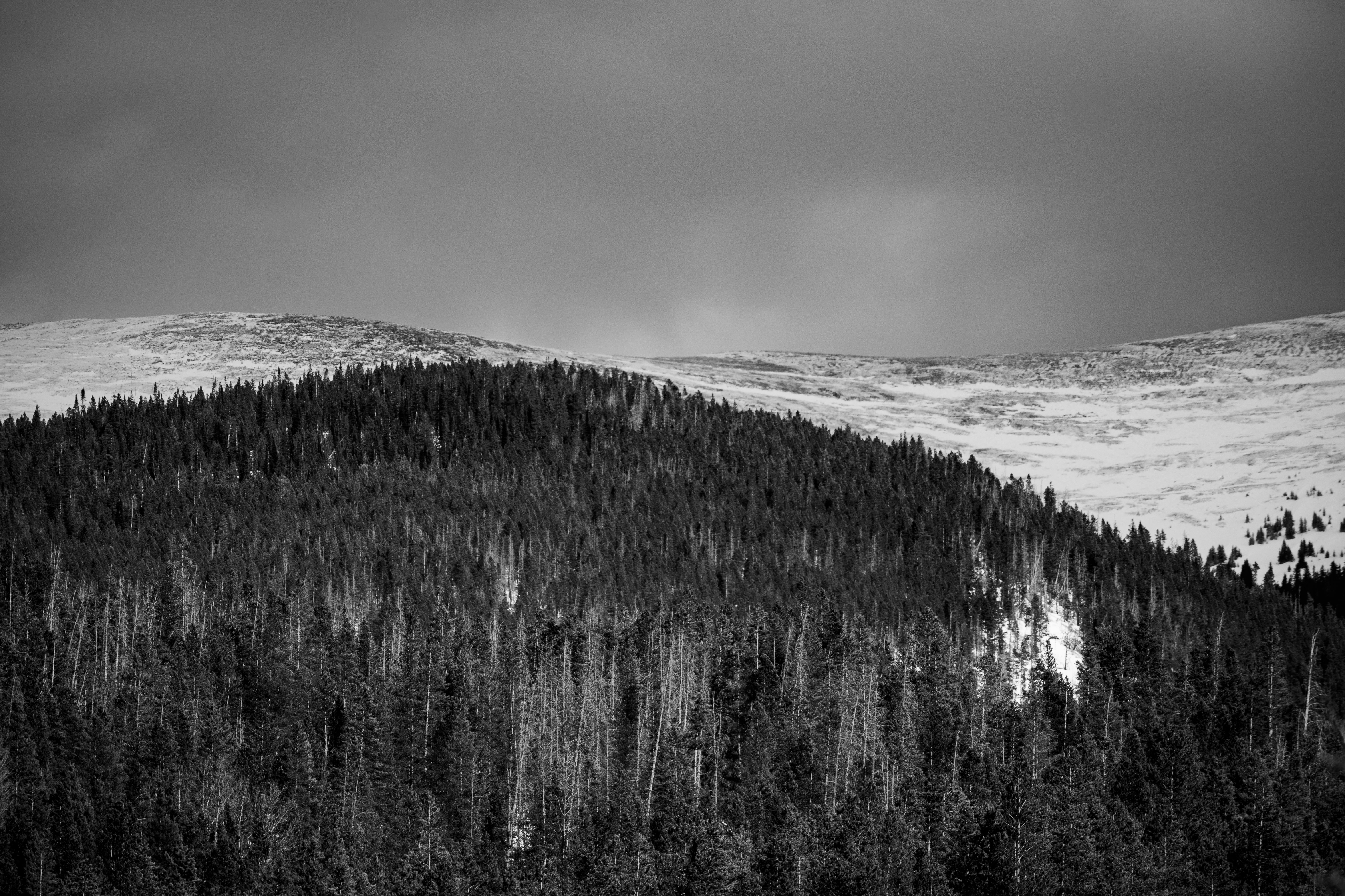 Black and White Winter Forest Landscape · Free Stock Photo