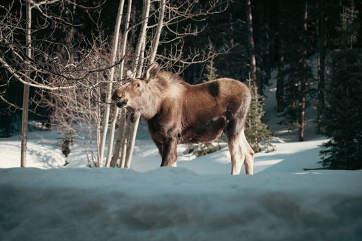 A moose standing in a snowy forest, surrounded by bare trees during a bright winter day.