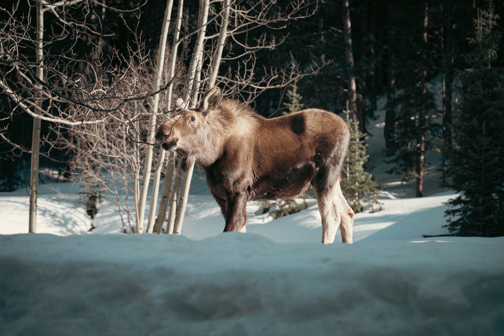 Jackson Hole