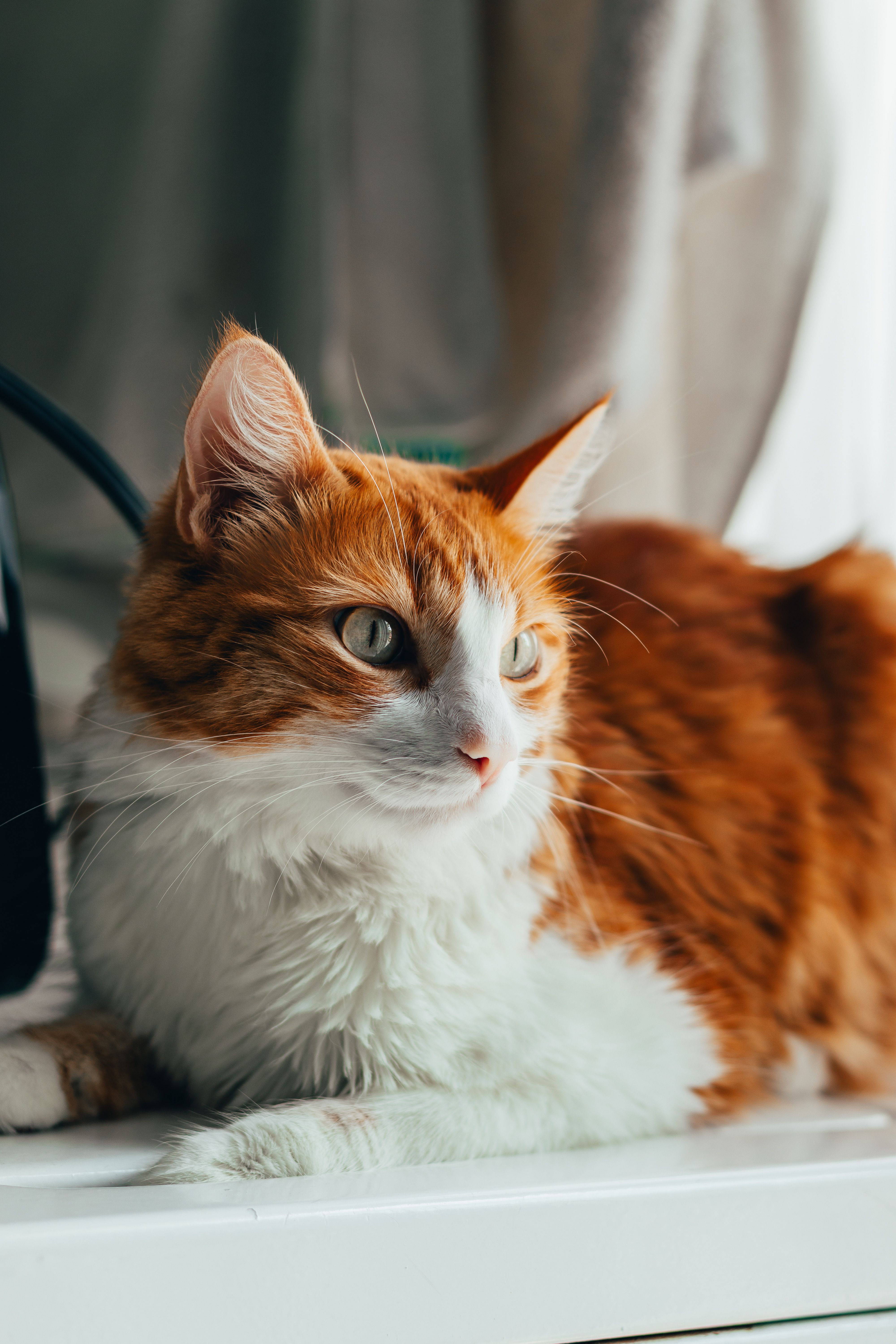 Close-Up Portrait of an Orange Tabby Cat Relaxing · Free Stock Photo