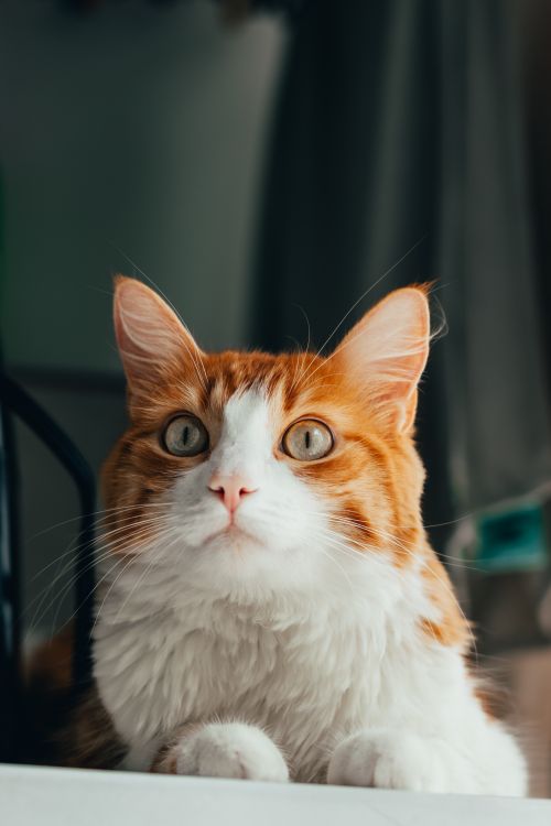 Free A focused ginger cat with striking eyes caught in a close-up view indoors. Stock Photo