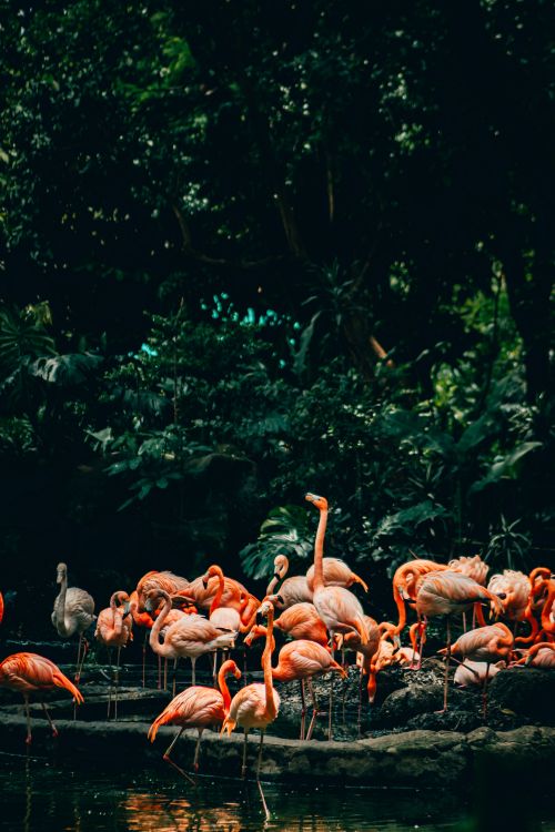 Free A stunning group of flamingos stands in a lush, tropical habitat, showcasing their vibrant pink feathers. Stock Photo