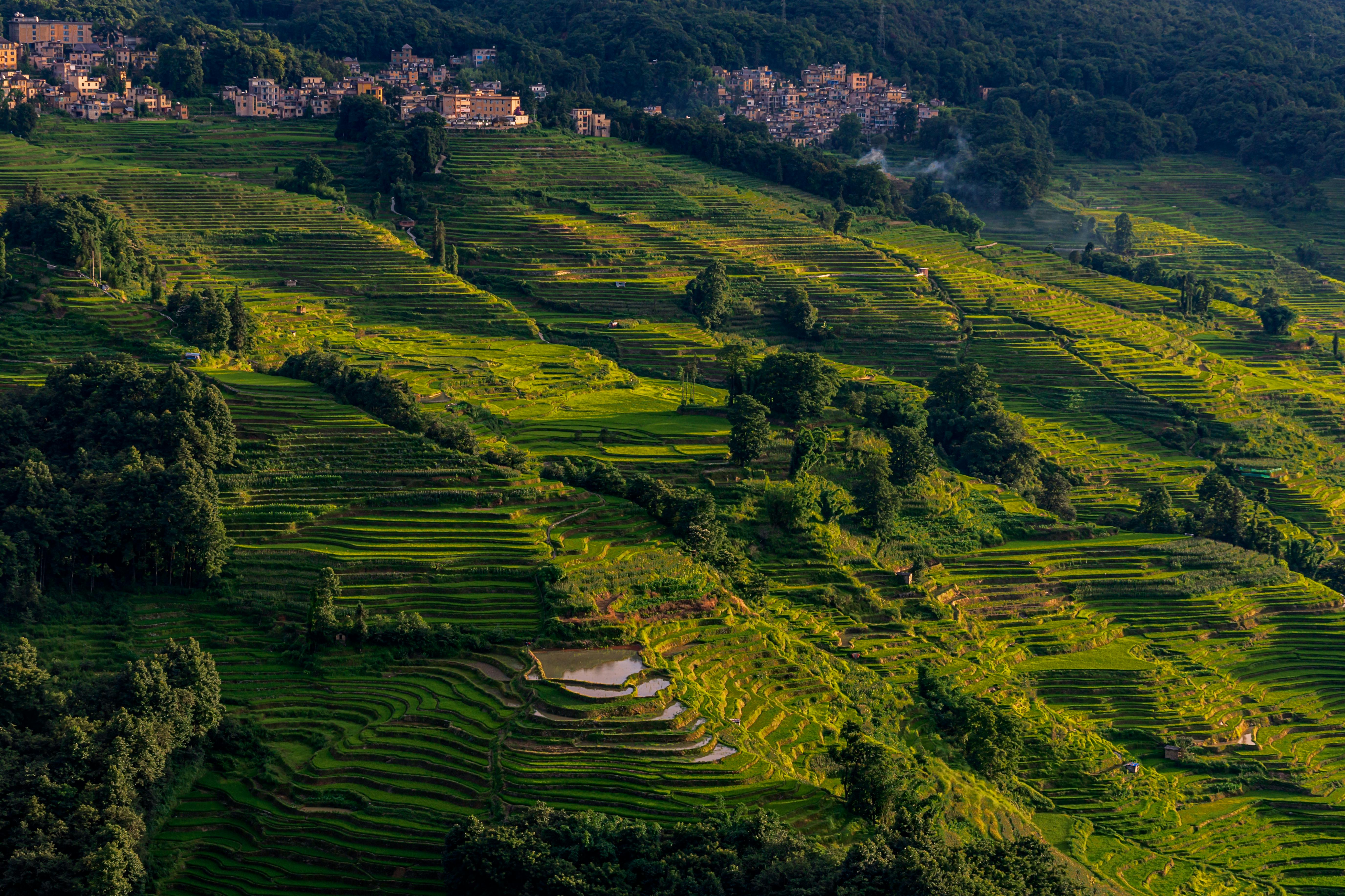 Aerial View of Lush Green Terraced Rice Fields · Free Stock Photo