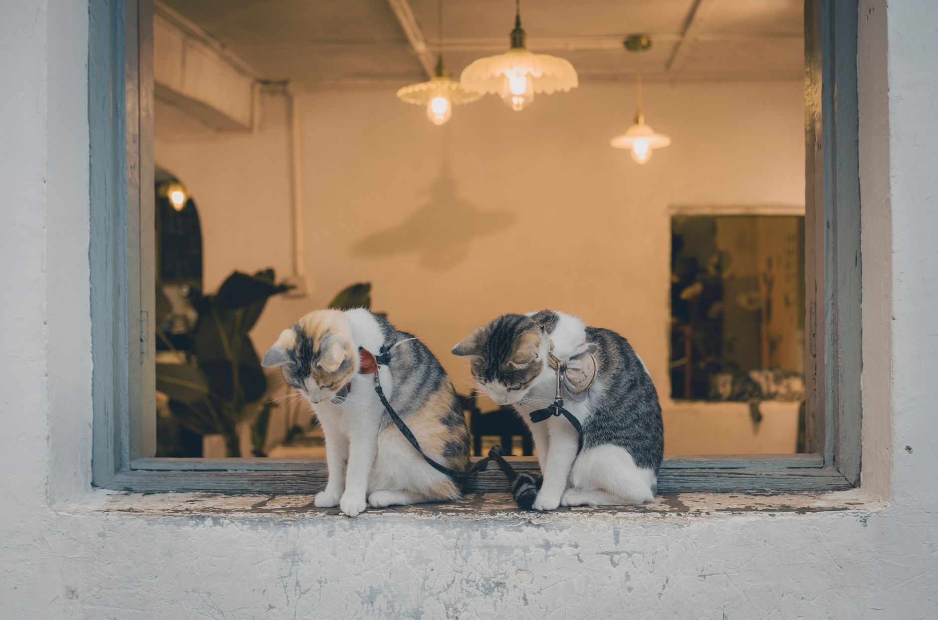 Two adorable cats sitting on a windowsill inside a cozy room with soft lighting.