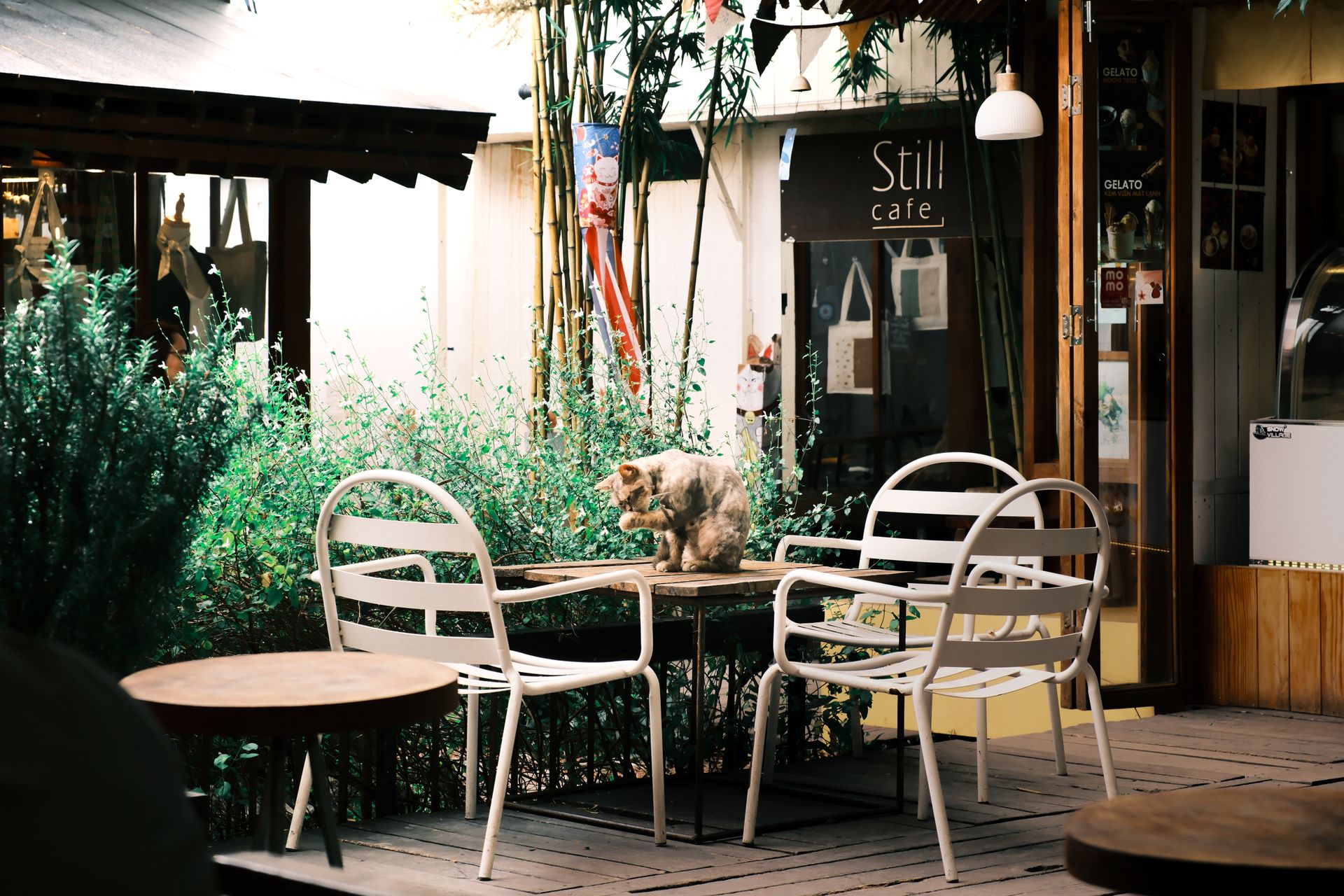 A cozy outdoor cafe scene with a cat on the table surrounded by empty chairs and lush greenery.