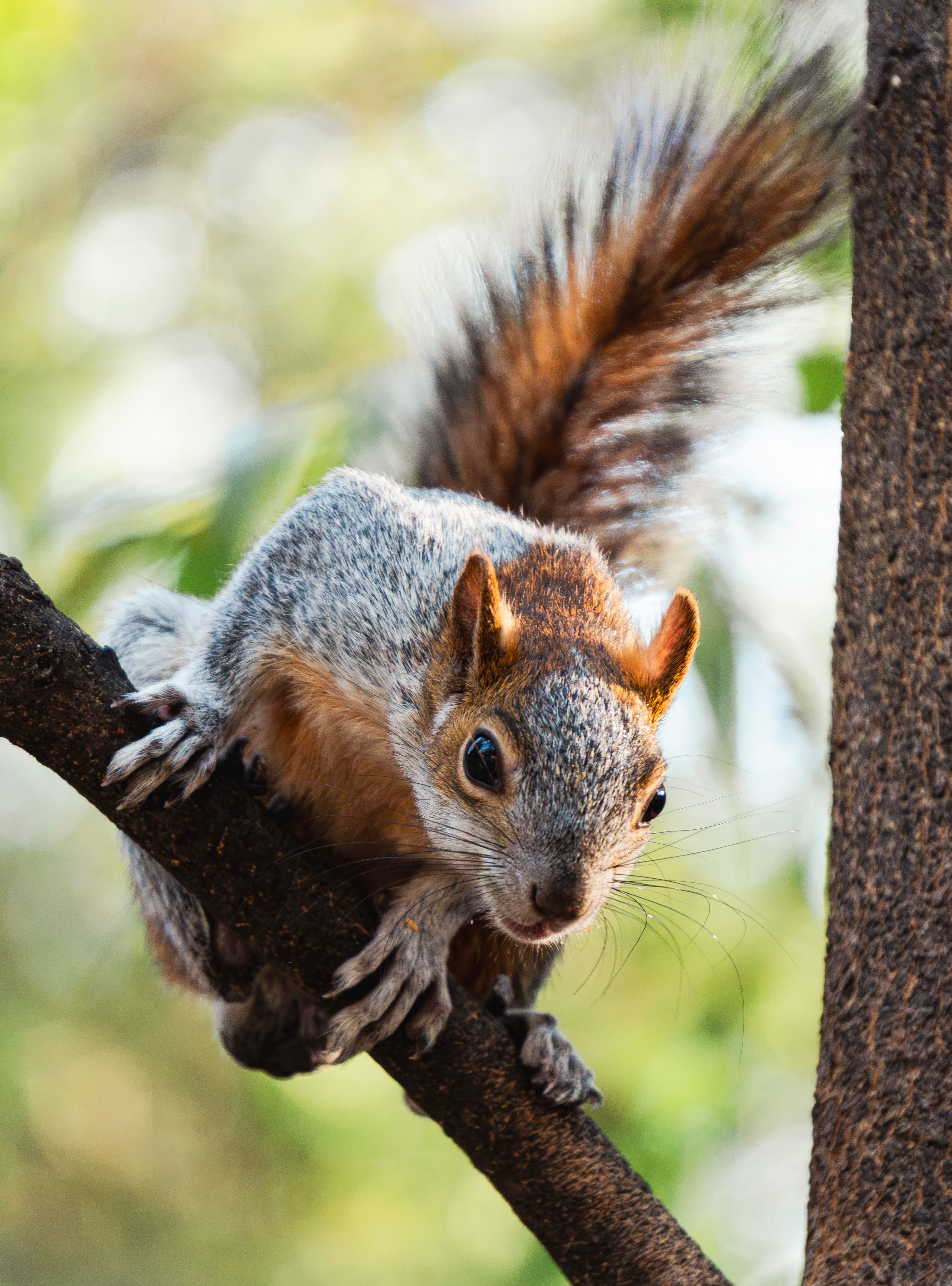 Close-up of a Squirrel on a Tree Branch · Free Stock Photo