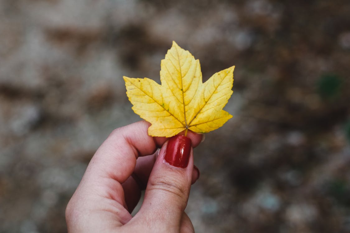 Selective Focus Photo of Dried Palmate Leaf