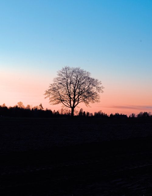 Free A solitary tree stands silhouetted against a vibrant sunset sky with hues of pink and blue. Stock Photo