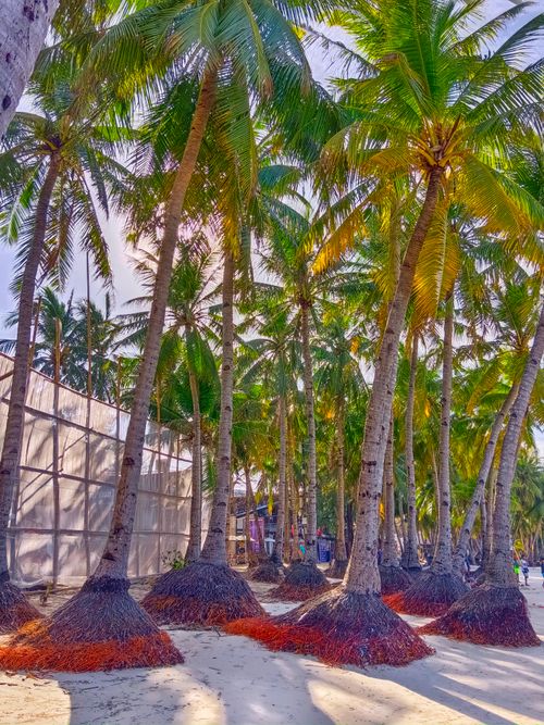 Free Palm trees on a sunny beach with vibrant greenery and sand. Perfect tropical escape. Stock Photo