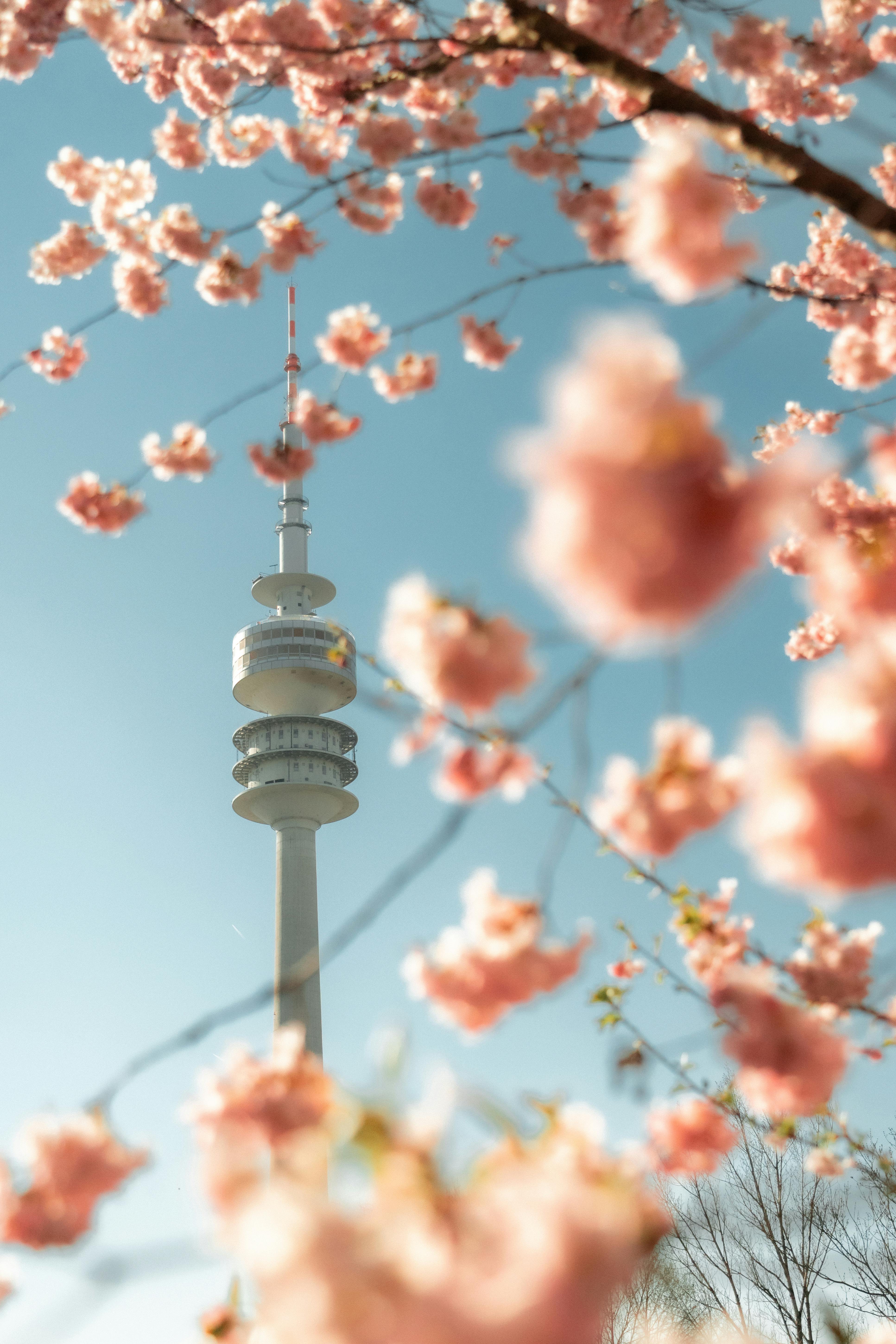 Munich's Olympic Tower framed by vibrant cherry blossoms on a clear spring day.