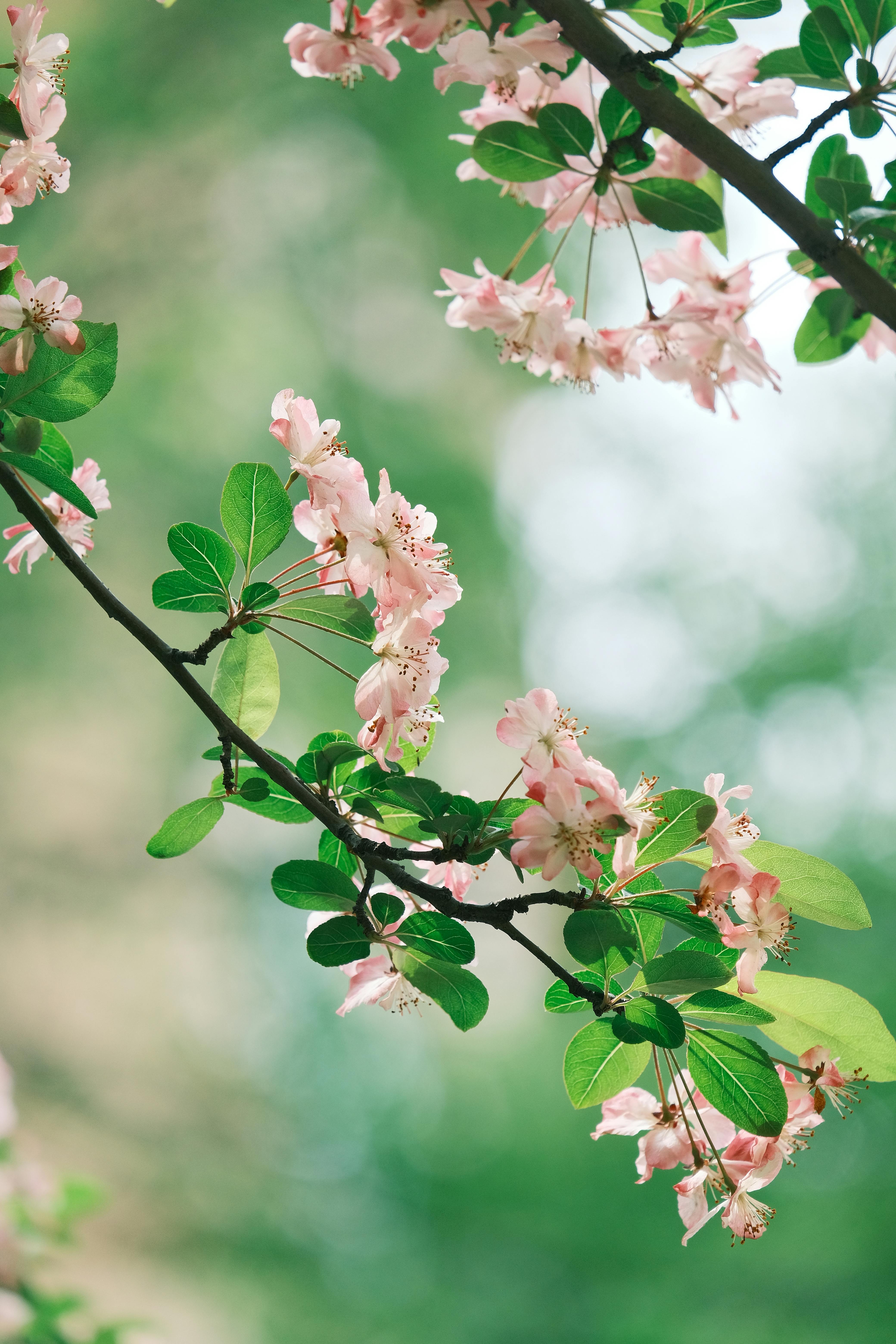 Cherry blossom branch during spring with blurred green background.