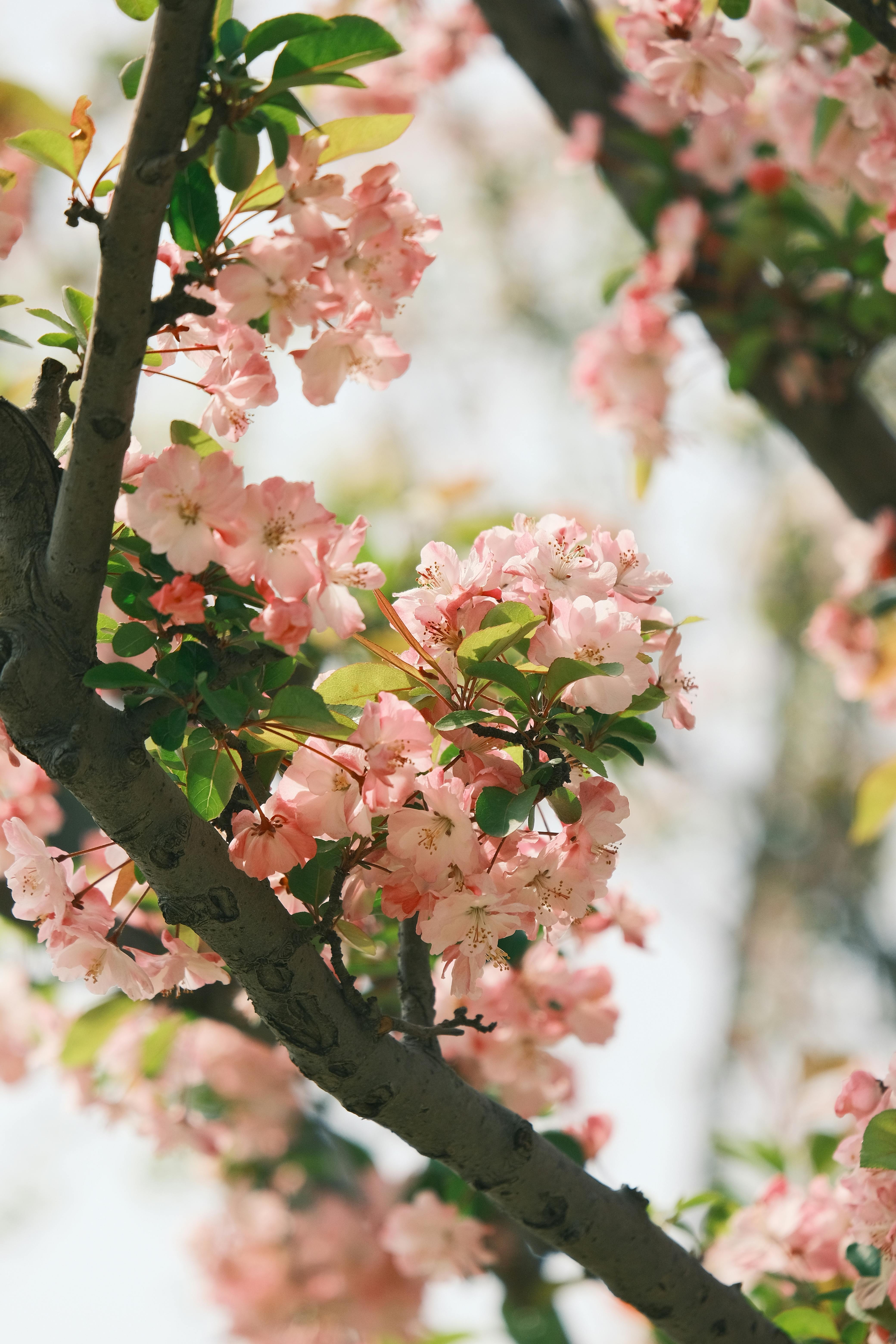 Vibrant pink cherry blossoms flourishing on tree branches during springtime.