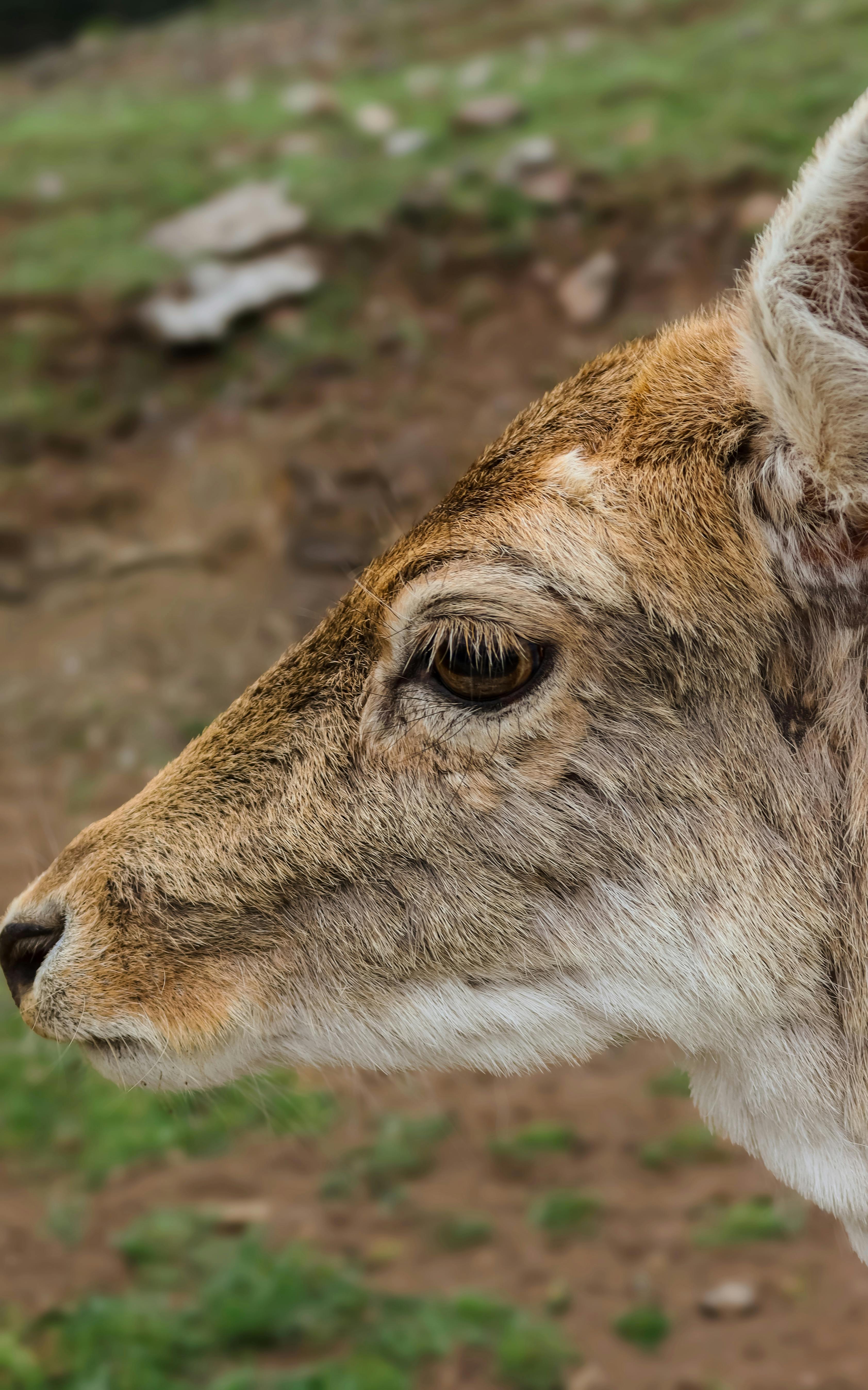 Detailed side profile of a deer, showcasing its natural habitat and features.