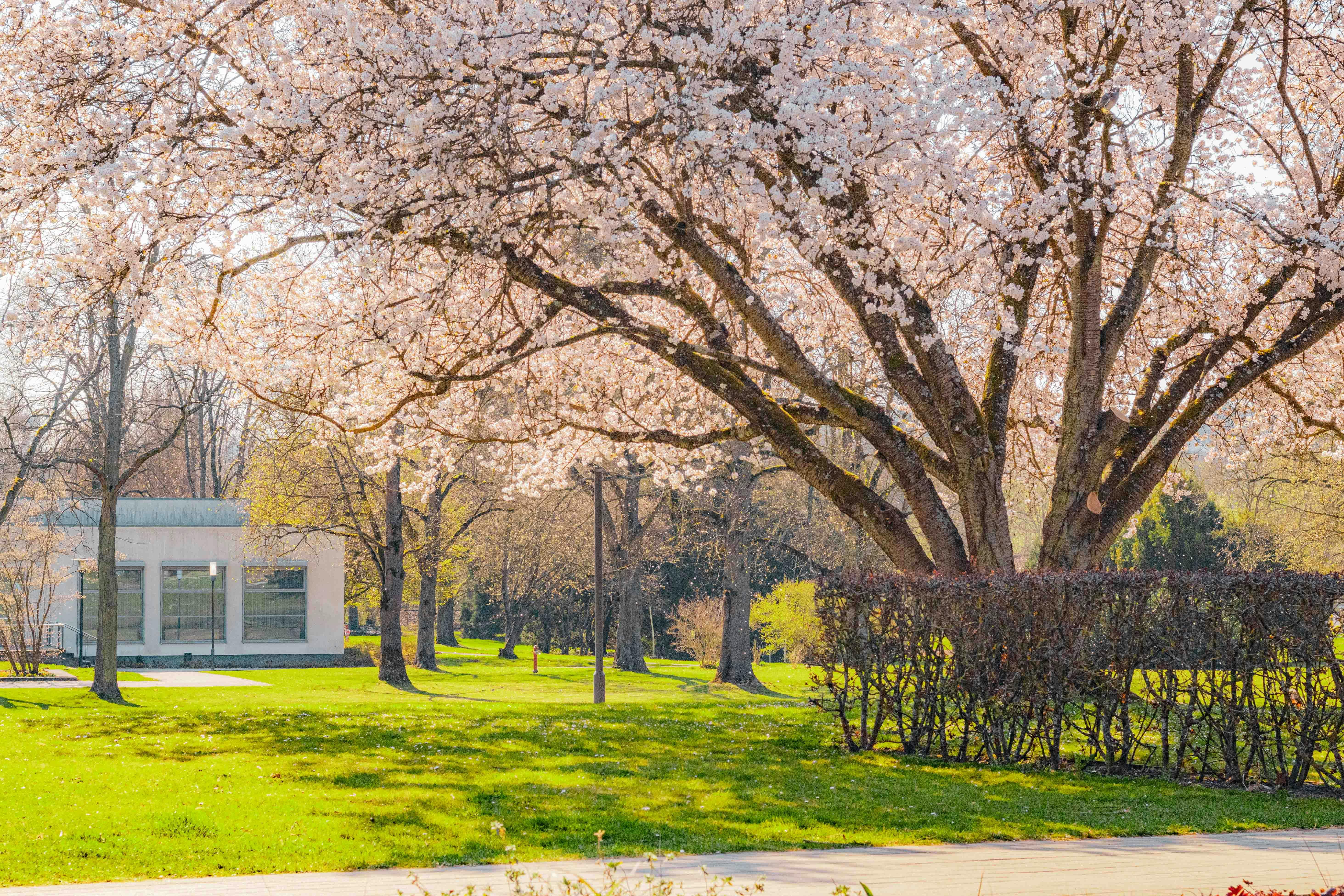 Give your home a spring reset for less than $100 with these DIY home improvement projects — Photo by Arlind D on Pexels
