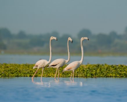 flamingo photo