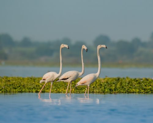 Free Four flamingos gracefully walking along a serene lake surrounded by greenery. Stock Photo
