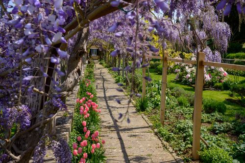 Free Enchanting garden pathway lined with vibrant wisteria and tulips in spring bloom. Stock Photo