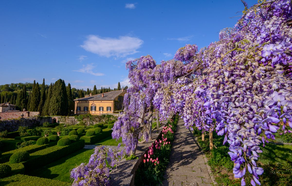 Glicina violeta inflorita pe fatada unei vile de piatra