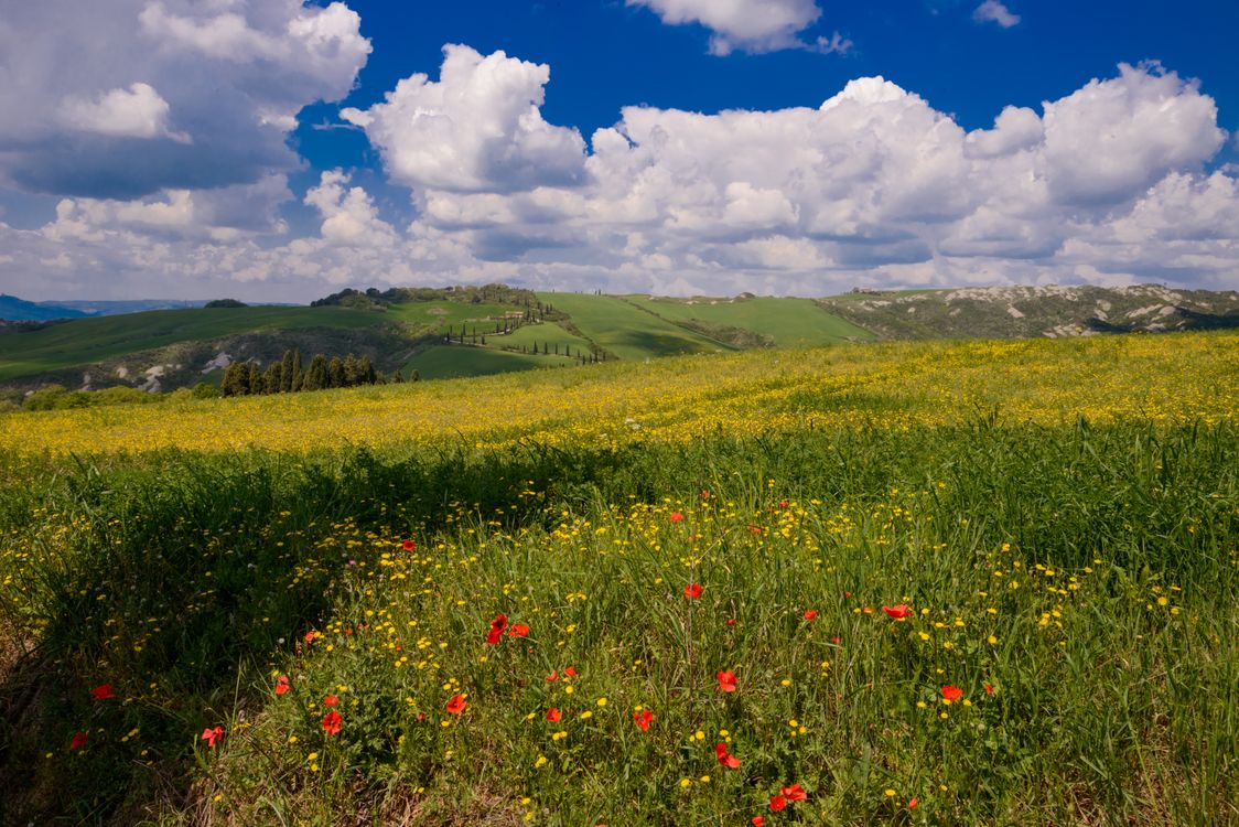 Vibrant Spring Landscape with Wildflowers · Free Stock Photo
