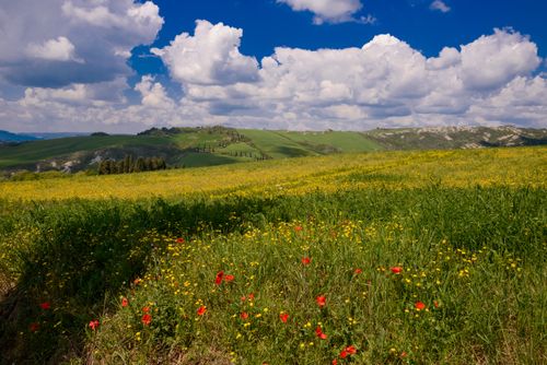 Free A scenic view of a vibrant spring meadow full of wildflowers under a blue sky with clouds. Stock Photo