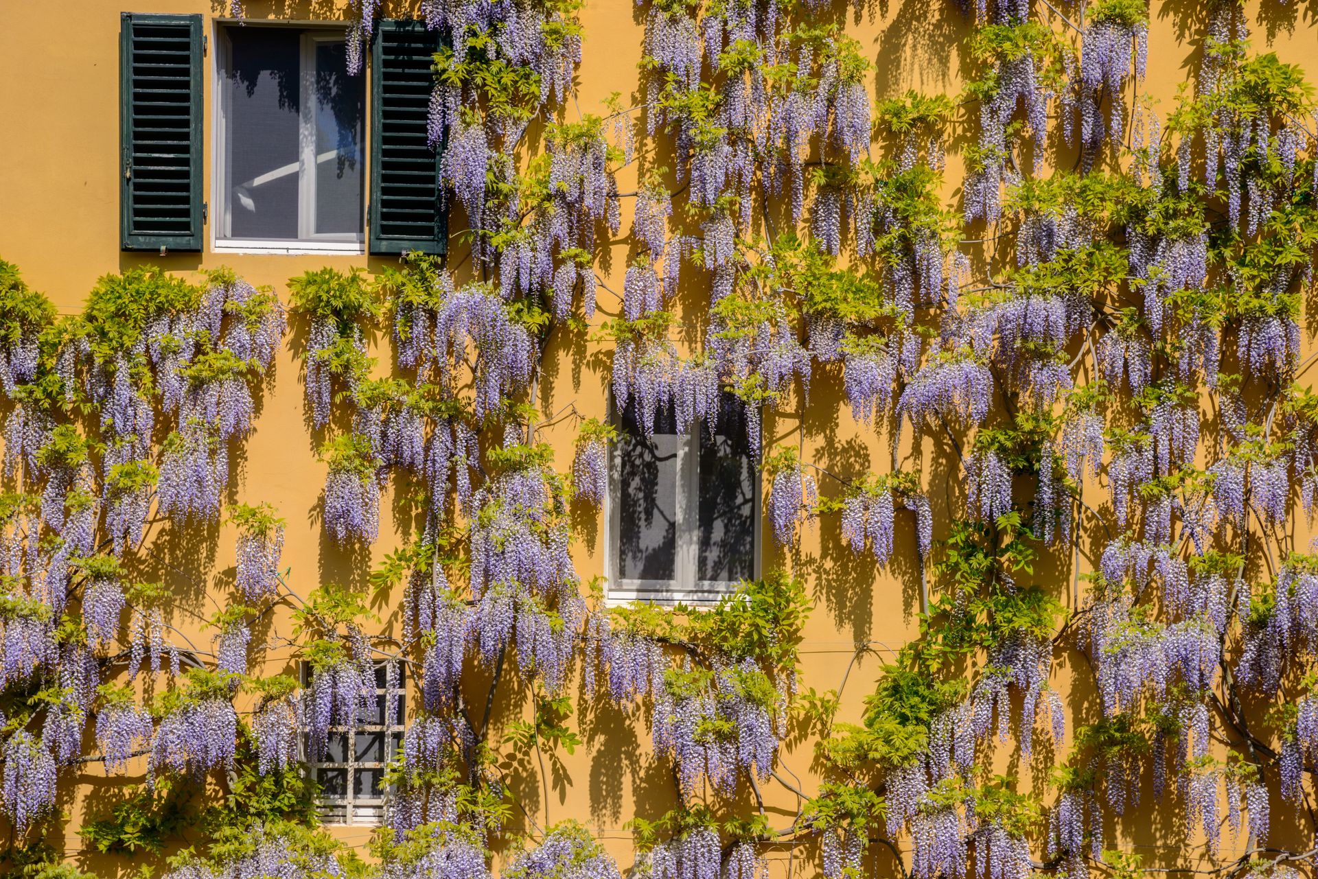 Vibrant wisteria vines cascading down a yellow wall, capturing the essence of spring in full bloom.