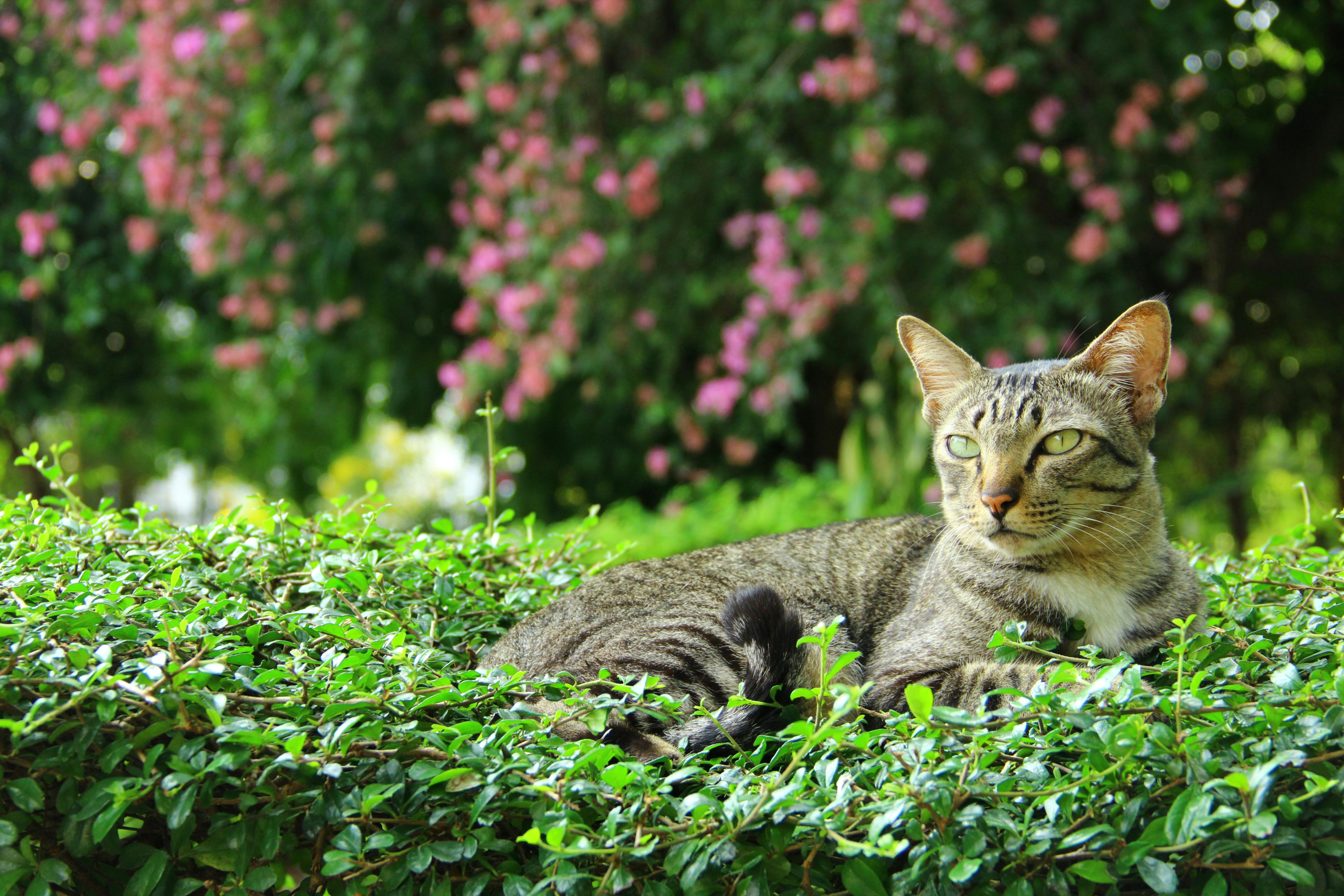 Spring Season Pet Safety Tips - WGN — Photo by wattana k on Pexels