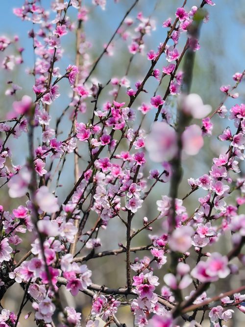Free Vibrant pink cherry blossoms blooming against a clear sky, capturing the essence of spring. Stock Photo