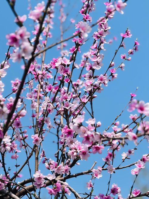 Free Beautiful cherry blossoms in full bloom contrast with a bright blue spring sky. Stock Photo