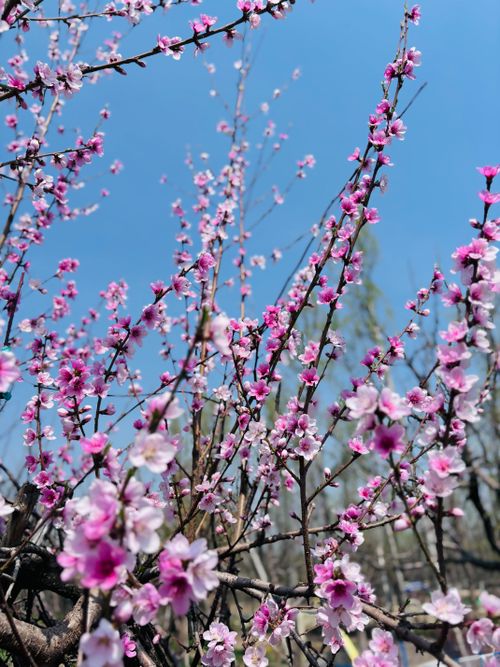 Free Bright pink cherry blossoms in full bloom against a clear blue sky, signaling spring. Stock Photo