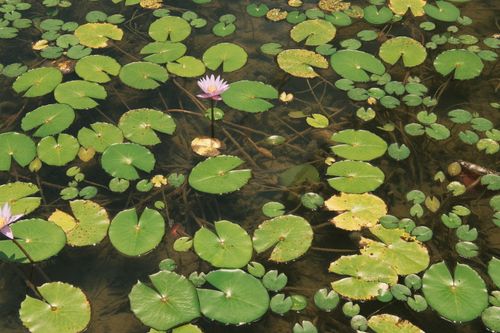 Free Tranquil pond with green lilypads and blooming water lilies, showcasing natural beauty. Stock Photo