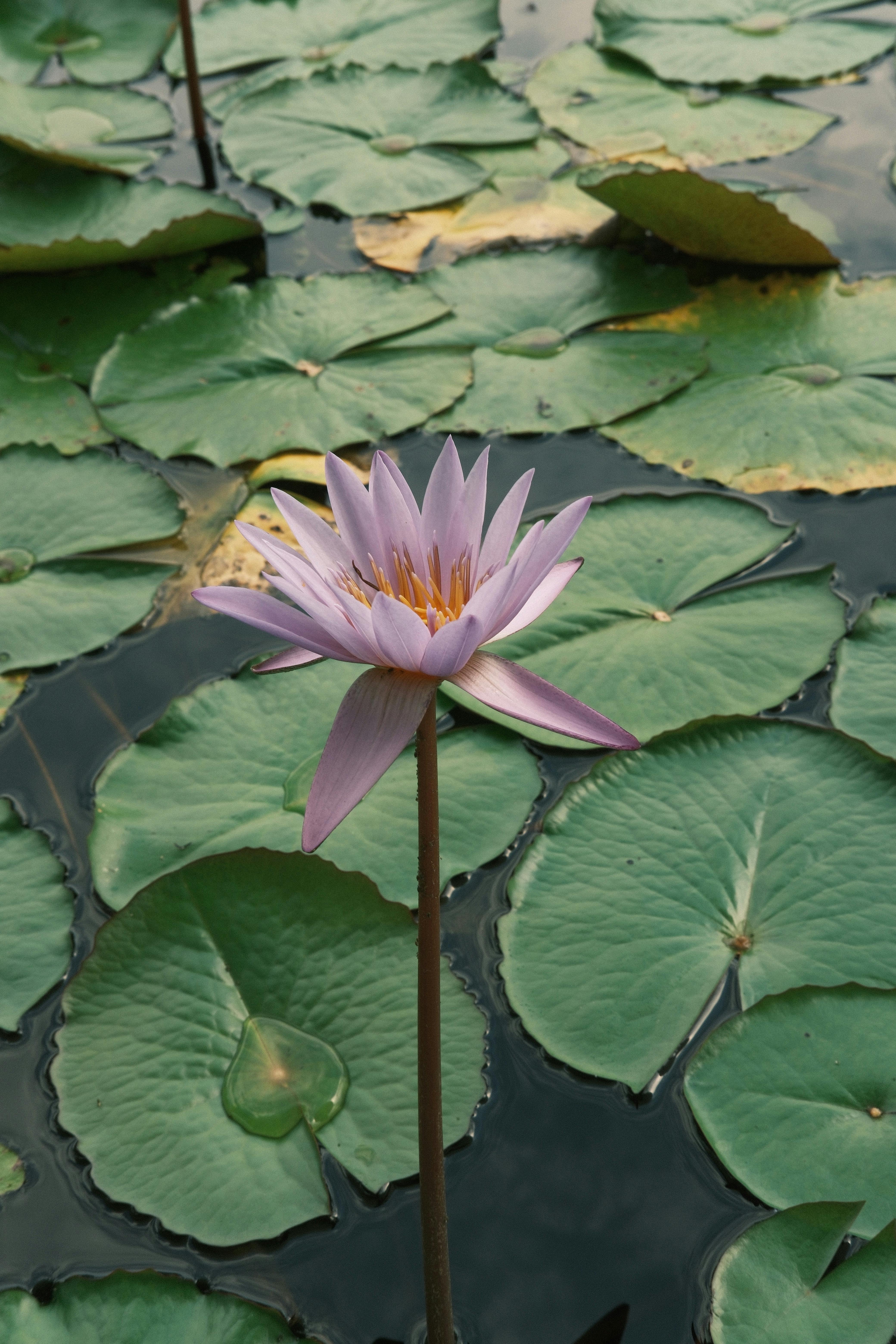 A tranquil purple water lily blooms among lush green pads in a calm pond.