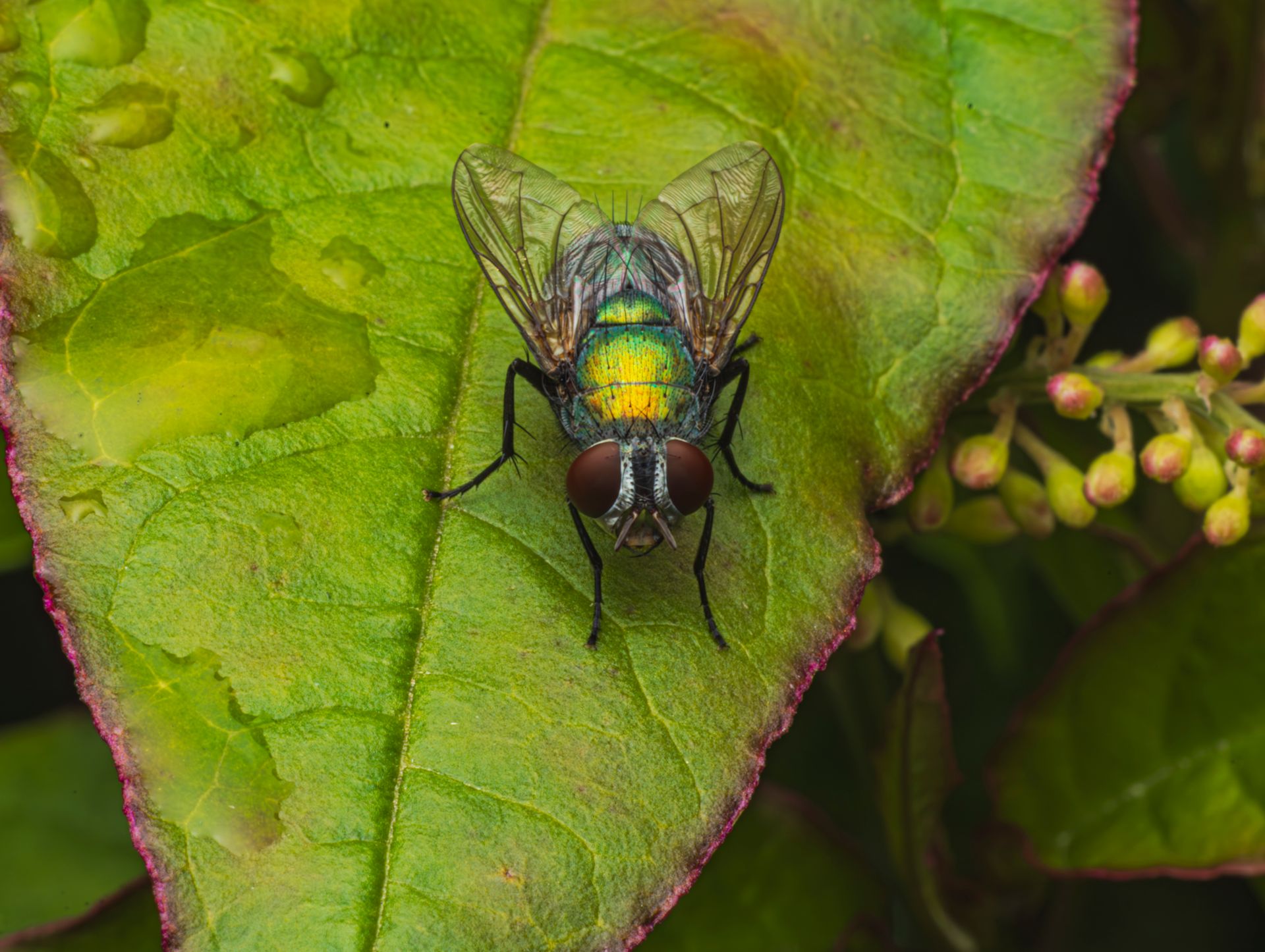 Close-up view of a greenbottle fly (Lucilia sericata) resting on a vibrant green leaf.
