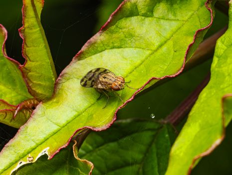 Close-up macro image of a fly perched on a vibrant green leaf, highlighting nature's details.
