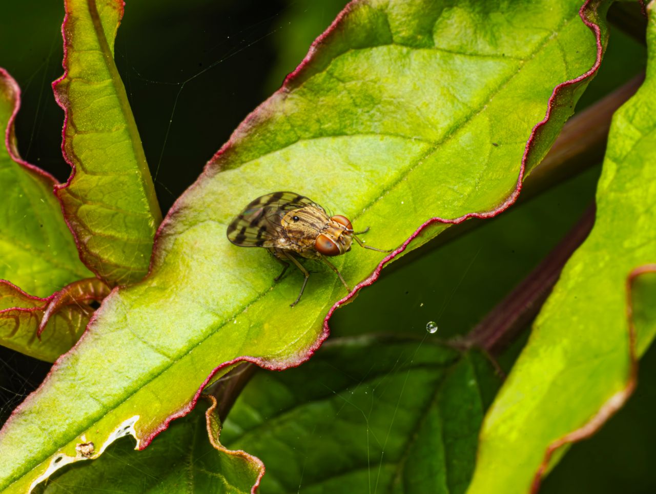 close up macro image of a fly perched on a vibrant green leaf highligh