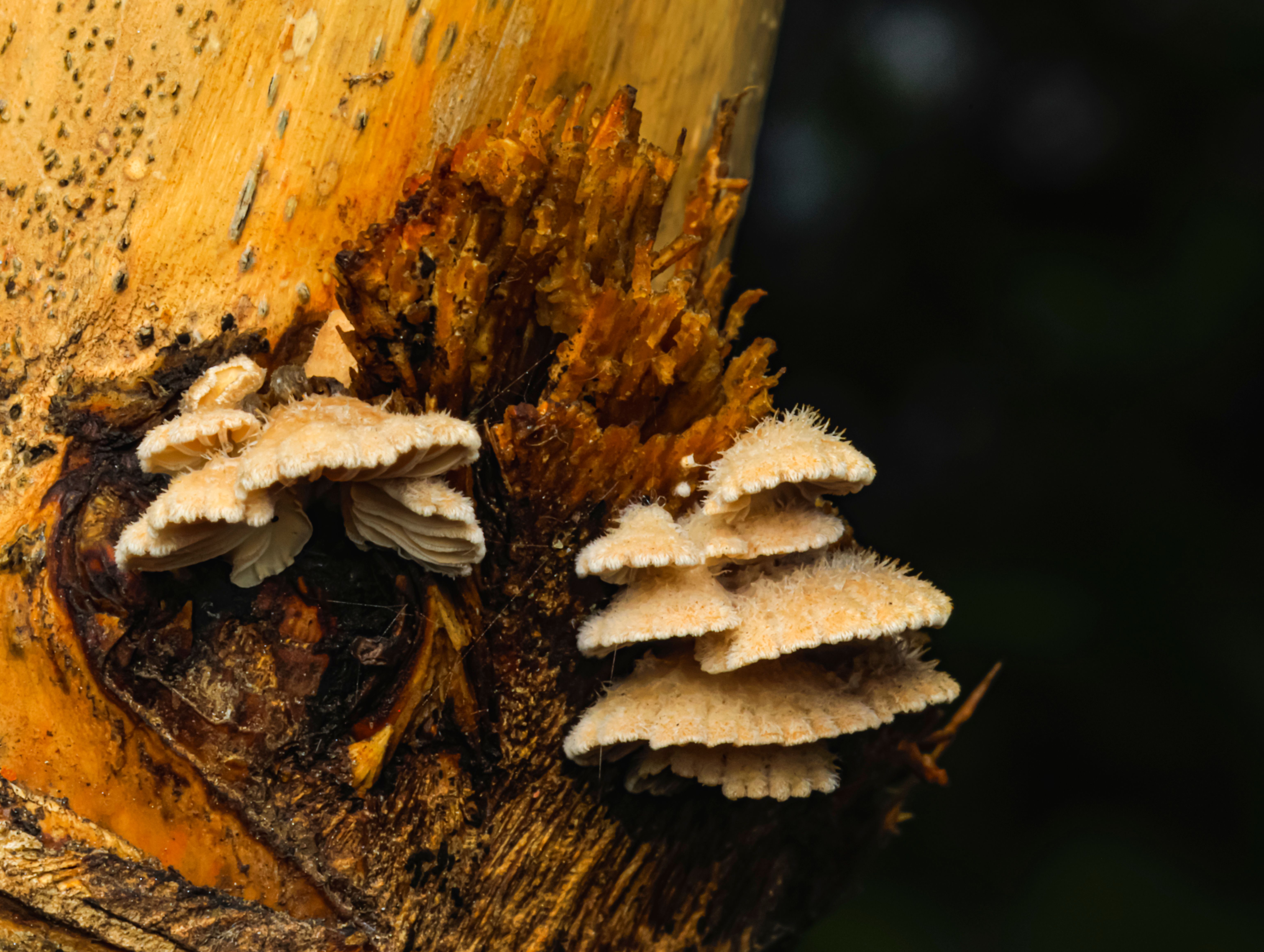 A Horn-Shaped Fungus That Hunts Zombie Fungus Found in Borneo
