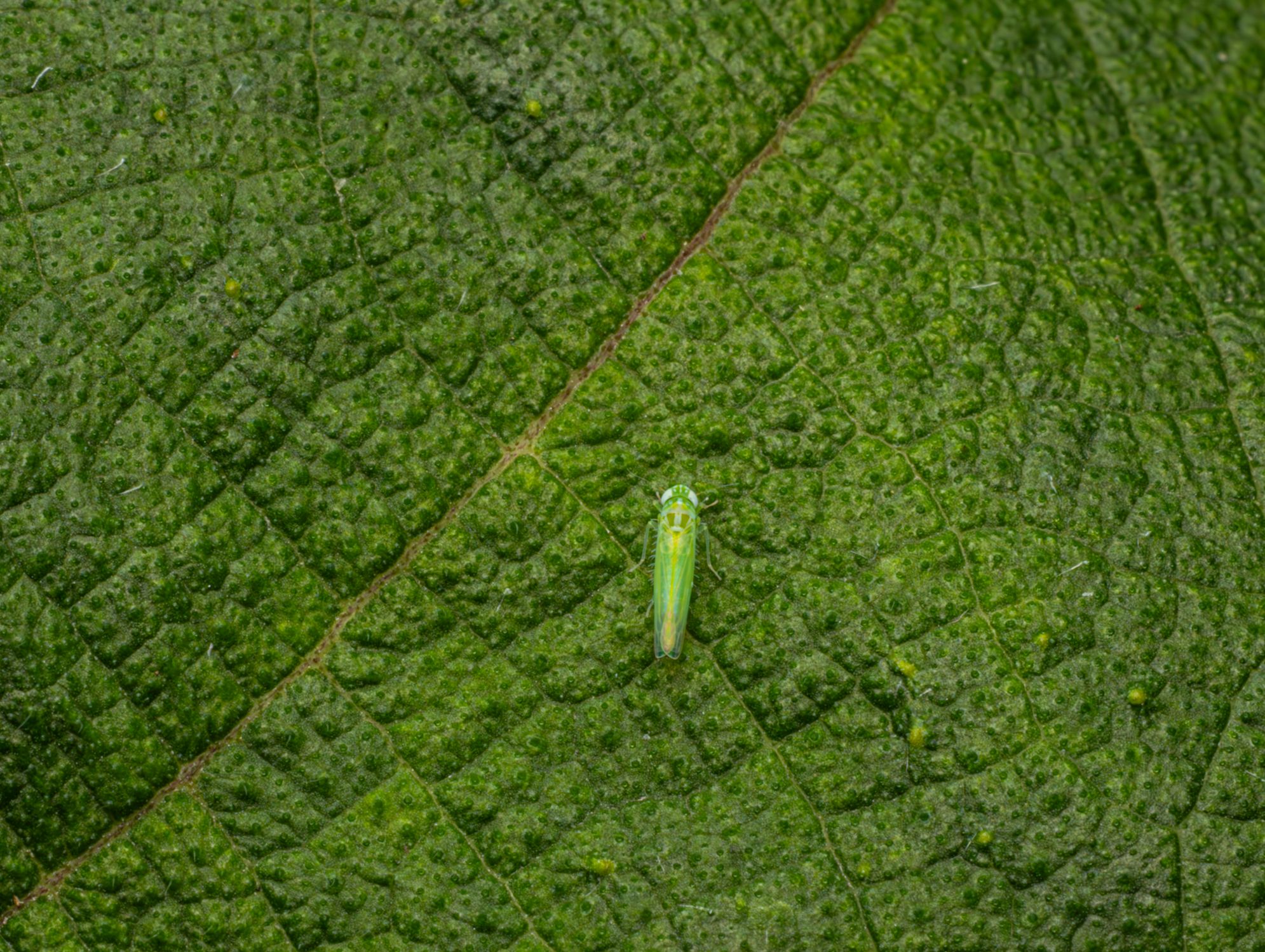 Grele Insecte Green Insect on Textured Leaf Surface · Free Stock Photo