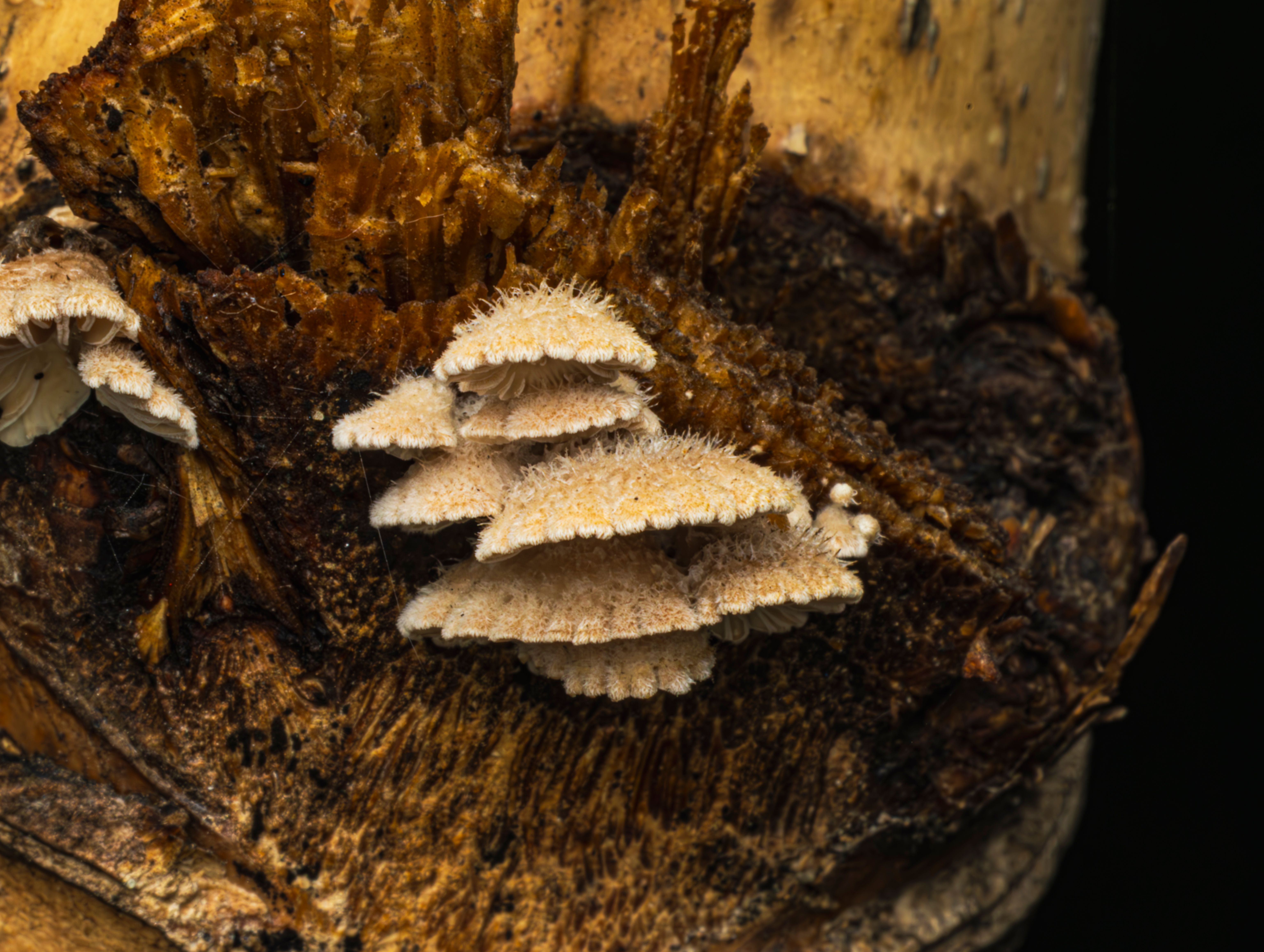 Macro shot of small fungi on tree bark showcasing detailed textures.