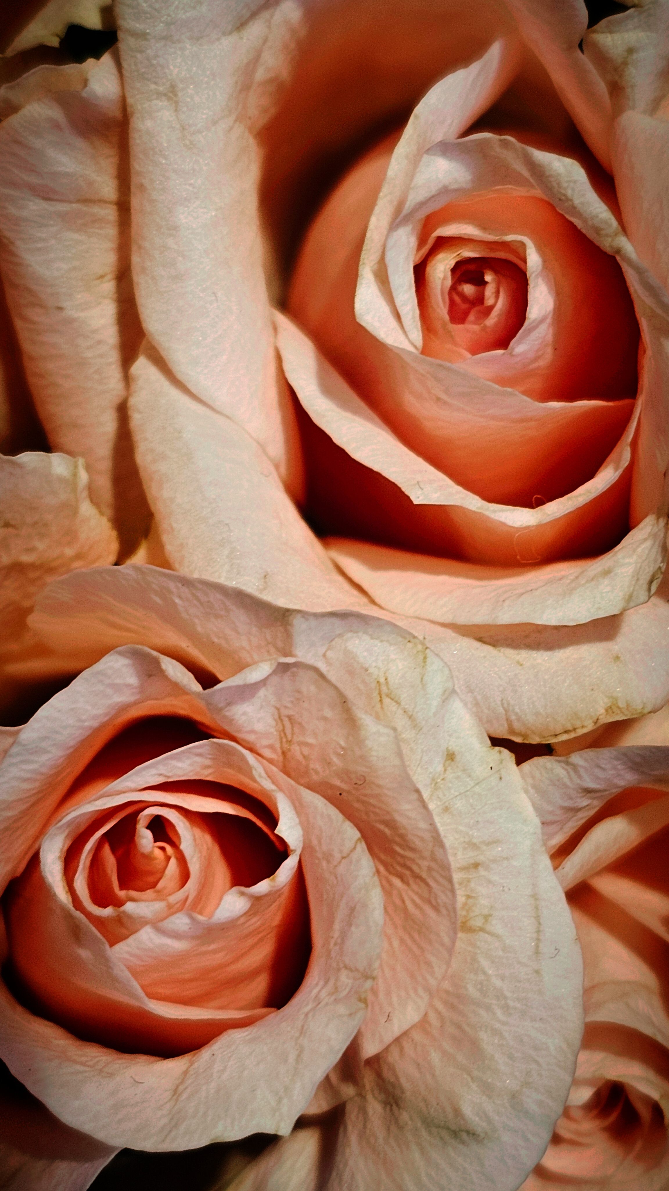 Fotomural Fotolia