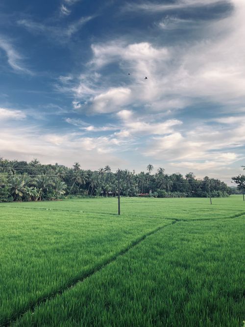 Free Serene rice field with palm trees and blue skies in Kerala, India. Stock Photo