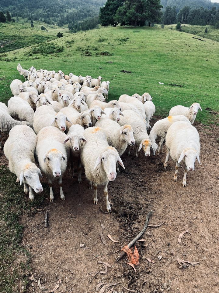 Deccani flock grazing on hillside pasture in Telangana — real shepherd footage