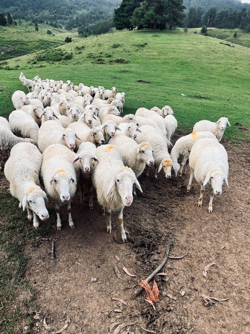 Deccani sheep flock grazing on a hillside pasture at dawn